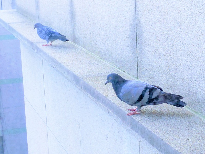 Feral pigeons on the windowsill; DISPLAY FULL IMAGE.