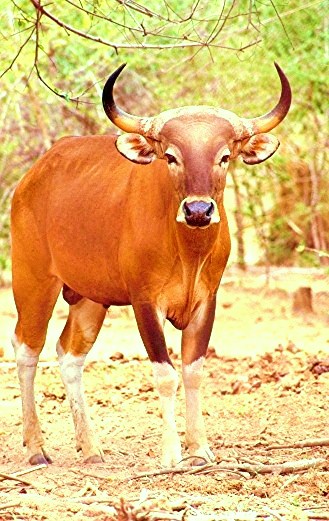 Banteng Image ONLY