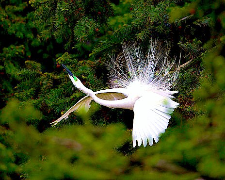Great white egret (Ardea alba); Image ONLY
