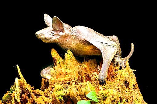 Naked bulldog bat (Cheiromeles torquatus); Image ONLY