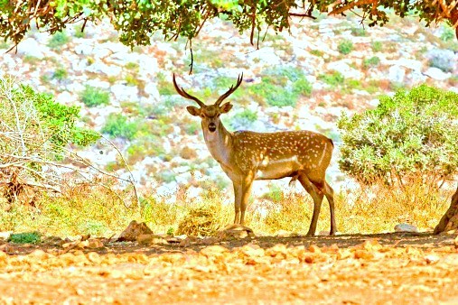Persian fallow deer (Dama mesopotamica); Image ONLY