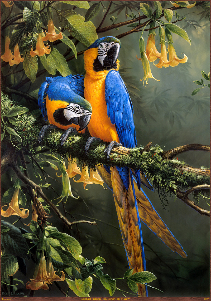 Panthera_0897_Michael_Jackson_Blue_and_Gold_Macaw; DISPLAY FULL IMAGE.