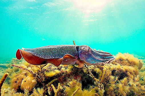 Australian giant cuttlefish (Sepia apama); Image ONLY