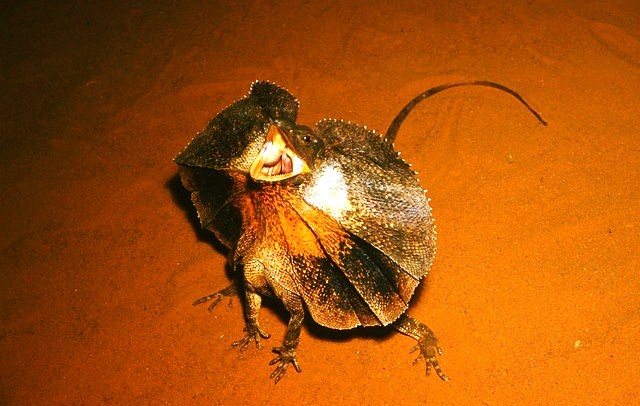 Frilled lizard ; Image ONLY
