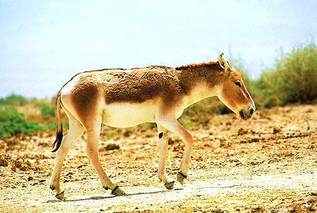 Asian wild ass (Equus hemionus); Image ONLY