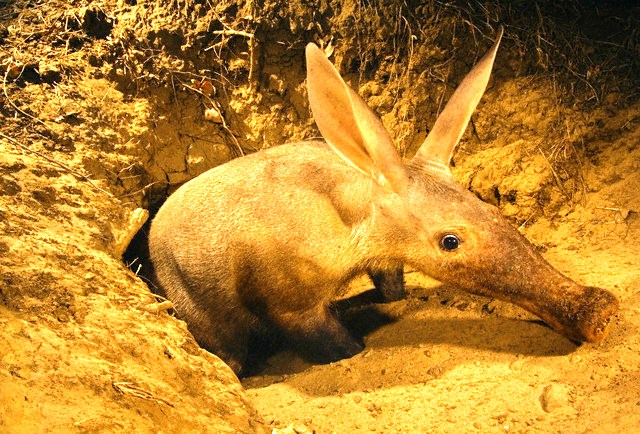 Aardvark (Orycteropus afer); Image ONLY