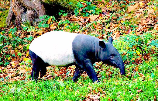 Malayan tapir; Image ONLY