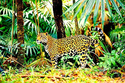 Jaguar (Panthera onca); Image ONLY