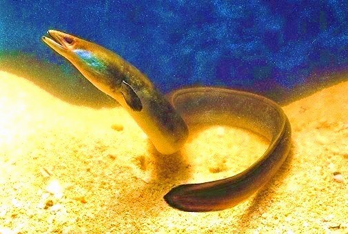 European eel (Anguilla anguilla); Image ONLY