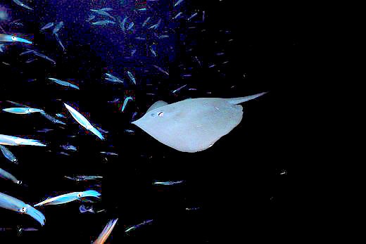 Pelagic stingray (Pteroplatytrygon violacea); Image ONLY
