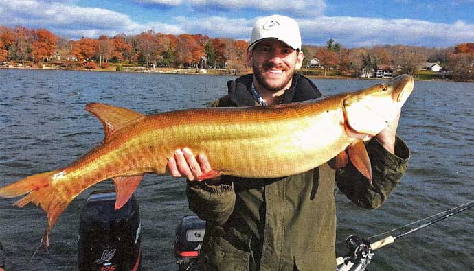 Muskellunge (Esox masquinongy); Image ONLY