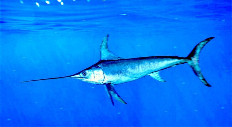 Swordfish (Xiphias gladius); DISPLAY FULL IMAGE.