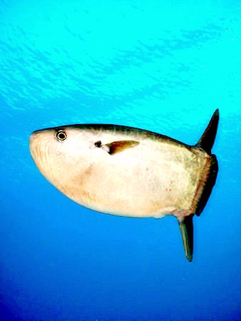 Slender sunfish (Ranzania laevis); Image ONLY