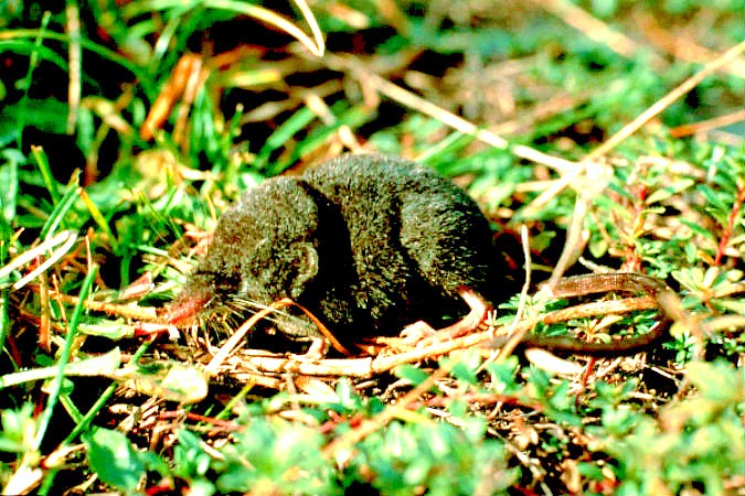 Alpine shrew (Sorex alpinus) ; Image ONLY