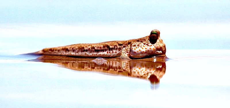Gold-spotted mudskipper (Periophthalmus chrysospilos); DISPLAY FULL IMAGE.