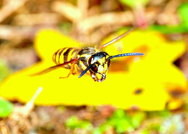 Eastern yellowjacket (Vespula maculifrons); Image ONLY