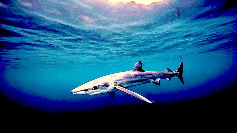 blue shark (prionace glauca)