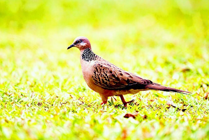 Spotted dove (Spilopelia chinensis); Image ONLY