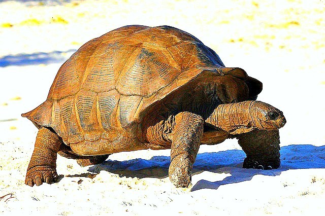 Aldabra giant tortoise (Aldabrachelys gigantea); Image ONLY