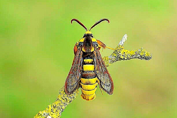 Hornet moth (Sesia apiformis); Image ONLY