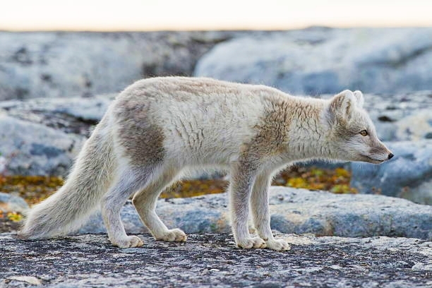 Arctic Fox Alopex Lagopus Image Only