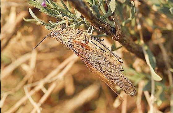 Egyptian grasshopper (Anacridium aegyptium); Image ONLY