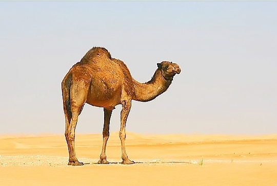 Arabian camel (Camelus dromedarius); Image ONLY