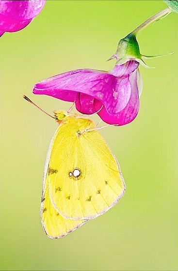 Clouded yellow butterfly (Colias croceus); Image ONLY