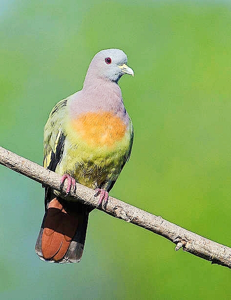 Pink-necked Green Pigeon (treron Vernans); Image Only