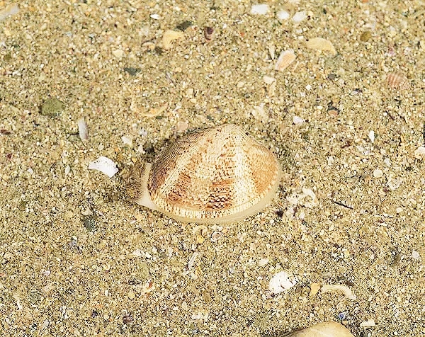 Japanese littleneck clam (Venerupis philippinarum); Image ONLY