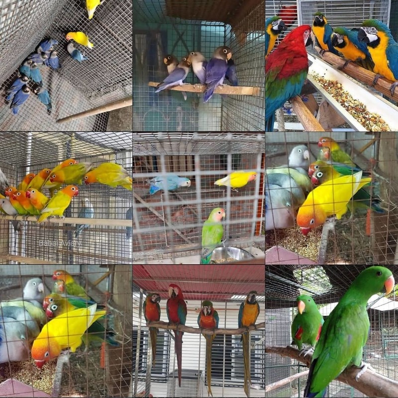 Buy all species of parrots online; DISPLAY FULL IMAGE.