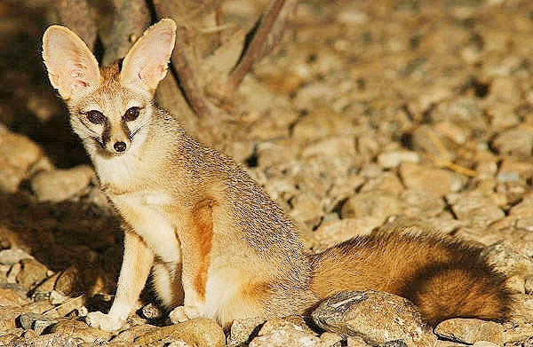 Blanford's fox (Vulpes cana); Image ONLY