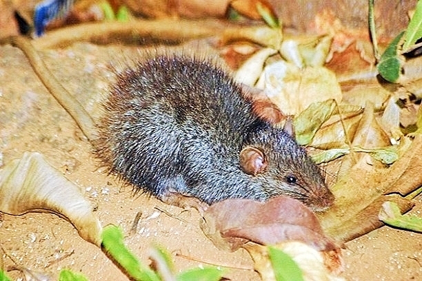 Greater bandicoot rat (Bandicota indica); Image ONLY