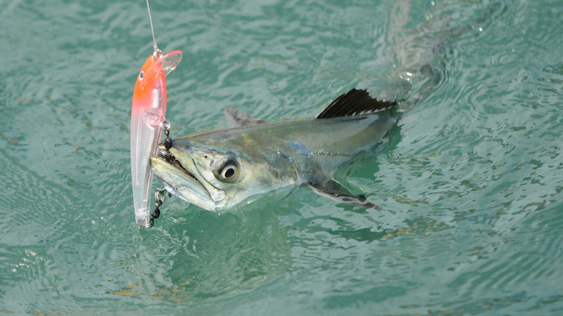 Scomberomorus maculatus (Atlantic Spanish mackerel); DISPLAY FULL IMAGE.