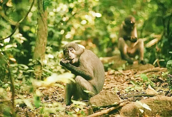 Sooty mangabey (Cercocebus atys); Image ONLY