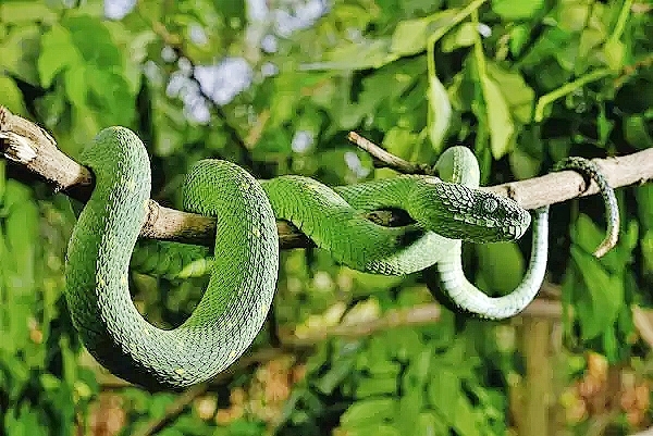 West African bush viper (Atheris chlorechis); Image ONLY