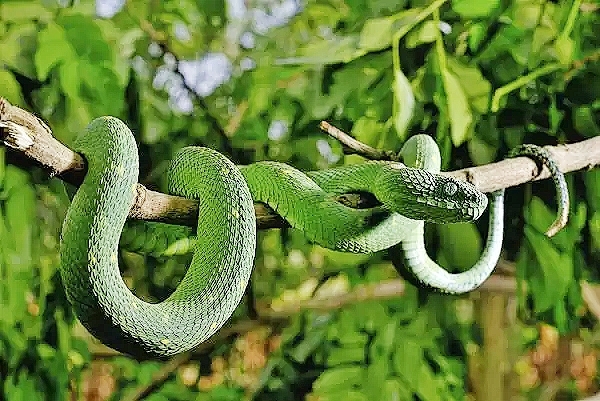 Green Bush Viper (Atheris chlorechis). Forests of West Africa. venomous