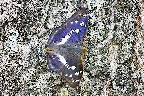 Purple emperor butterfly (Apatura iris); Image ONLY