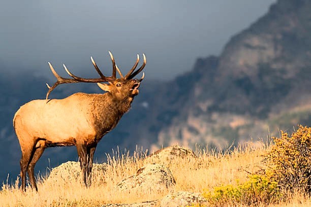 Wapiti (Cervus canadensis); Image ONLY