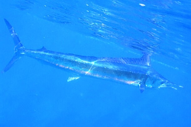 Mediterranean spearfish (Tetrapturus belone); Image ONLY