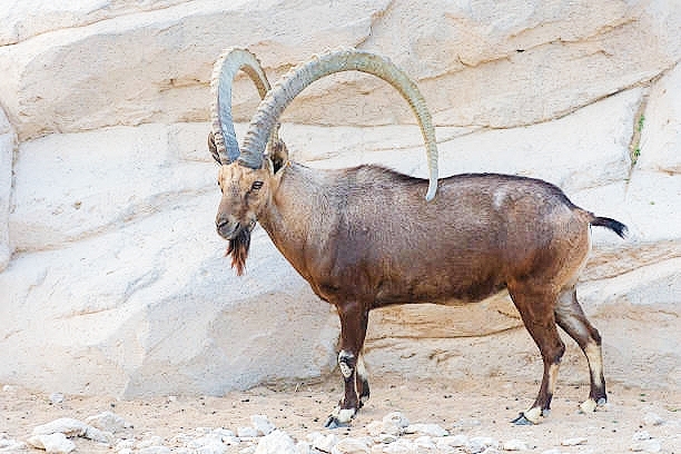 Nubian ibex (Capra nubiana); Image ONLY
