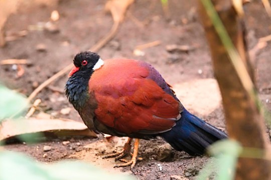 Pheasant pigeon (Otidiphaps nobilis) ; Image ONLY