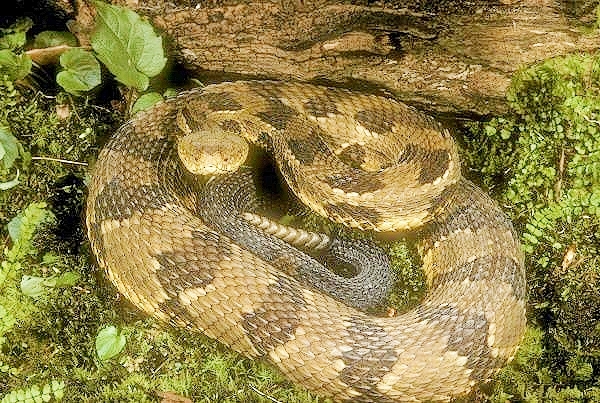 Timber rattlesnake (Crotalus horridus) ; Image ONLY
