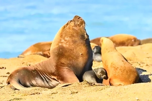 South American sea lion (Otaria flavescens); Image ONLY