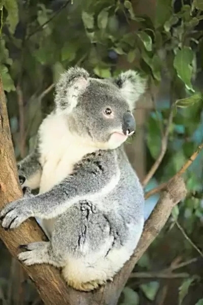 Koala (Phascolarctos cinereus); Image ONLY