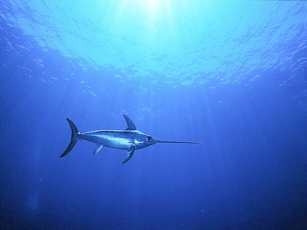Swordfish (Xiphias gladius); Image ONLY
