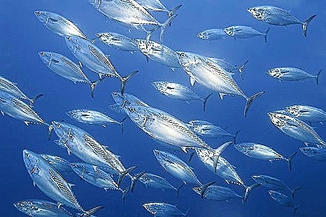 Mackerel tuna (Euthynnus affinis); Image ONLY
