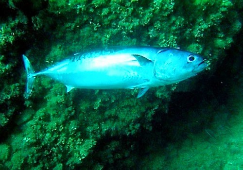 Frigate mackerel (Auxis thazard); Image ONLY