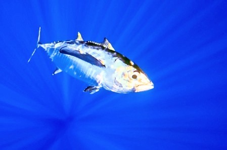 Bigeye tuna (Thunnus obesus); Image ONLY