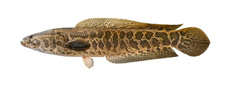 Snakehead (Channidae); DISPLAY FULL IMAGE.